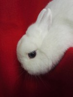 /album/paradisets-kaninuppfodning/a12803285-10208516098315962-8855733650142307786-n-jpg/