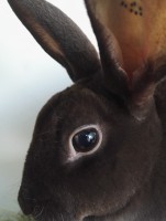 /album/paradisets-kaninuppfodning/img-20160906-132825-jpg/