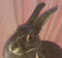 /album/paradisets-kaninuppfodning/a16114620-347698128947136-4515636381121629657-n-jpg/