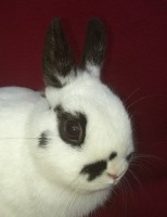 /album/paradisets-kaninuppfodning/a16298746-347673515616264-3459858846672627434-n-jpg/