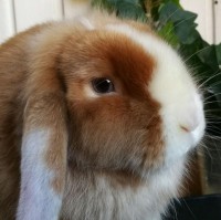 /album/paradisets-kaninuppfodning/a16298460-347700732280209-8603613747731426896-n-jpg/